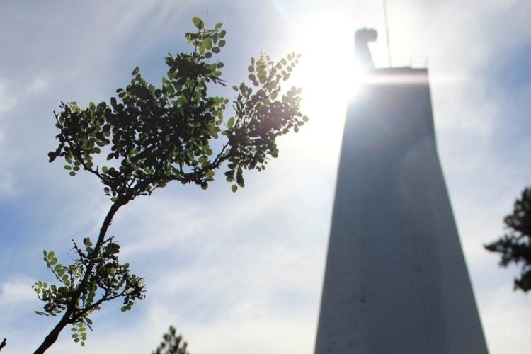 A tree branch foregrounds an out-of-focus shot of the Richard B. Dunn Solar Telescope.
